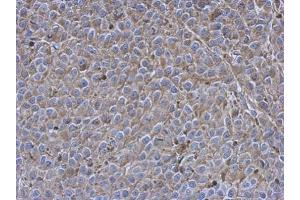 IHC-P Image Immunohistochemical analysis of paraffin-embedded Hela xenograft, using Siglec 7, antibody at 1:500 dilution. (SIGLEC7 antibody)