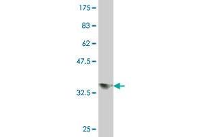 Western Blot detection against Immunogen (37 KDa) . (Double-stranded RNA-binding protein Staufen homolog 2 (STAU2) (AA 341-440) antibody)