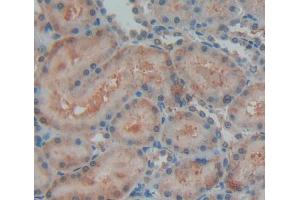 IHC-P analysis of kidney tissue, with DAB staining. (OPA3 antibody  (AA 1-200))