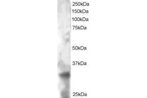 ABIN184746 staining (2µg/ml) of HeLa lysate (RIPA buffer, 30µg total protein per lane). (TSPAN32 antibody  (C-Term))