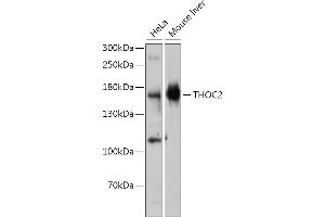Western blot analysis of extracts of various cell lines, using THOC2 antibody (ABIN7270812) at 1:1000 dilution. (THO Complex 2 antibody)