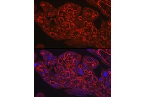 Immunofluorescence analysis of human placenta using CD31/PEC Rabbit pAb (ABIN3022923, ABIN3022924, ABIN3022925 and ABIN6219299) at dilution of 1:250 (40x lens). (CD31 antibody  (AA 130-230))