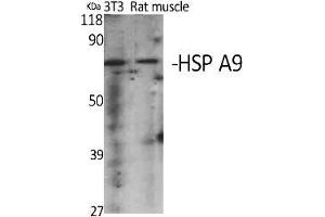 Western Blot analysis of various cells using HSP A9 Polyclonal Antibody diluted at 1:2000. (HSPA9 antibody  (AA 600-680))
