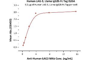 Immobilized Human LAG-3, Llama IgG2b Fc Tag (ABIN5954961,ABIN6253552) at 2 μg/mL (100 μL/well) can bind A LAG3 MAb with a linear range of 0. (LAG3 Protein (AA 23-450) (Fc Tag))