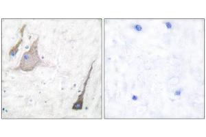 Immunohistochemistry (IHC) image for anti-Synuclein (SYU) (N-Term), (pan) antibody (ABIN1848790) (Synuclein antibody  (N-Term, pan))
