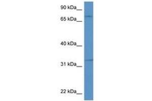 Image no. 1 for anti-Secretogranin II (SCG2) (AA 400-449) antibody (ABIN6747219) (SCG2 antibody  (AA 400-449))