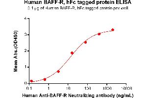 Tumor Necrosis Factor Receptor Superfamily, Member 13C (TNFRSF13C) (AA 7-71) protein (Fc Tag)