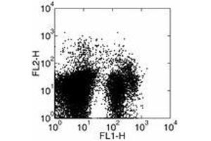 Image no. 1 for anti-Fms-Related tyrosine Kinase 3 (FLT3) antibody (ABIN475365) (FLT3 antibody)