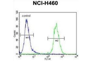 Flow cytometric analysis of NCI-H460 cells (right histogram) compared to a negative control cell (left histogram) using SRD5A2L2  Antibody (C-term), followed by FITC-conjugated goat-anti-rabbit secondary antibodies. (SRD5A2L2 antibody  (C-Term))