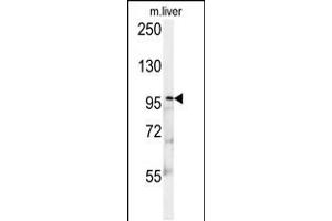 Western blot analysis in mouse liver tissue lysates (15ug/lane). (KIF9 antibody  (C-Term))