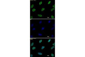 Histone H3 dimethyl Lys9 antibody tested by immunofluorescence.