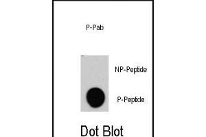 Dot blot analysis of anti-RAF1-p Phospho-specific Pab (R) on nitrocellulose membrane. (RAF1 antibody  (pTyr340))