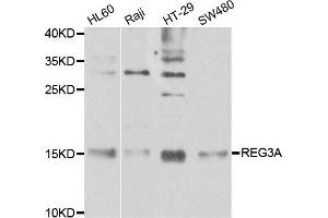 Western blot analysis of extracts of various cell lines, using REG3A antibody. (REG3A antibody)
