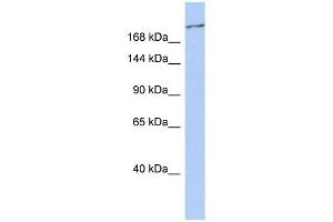Western Blotting (WB) image for anti-Calcium Channel, Voltage-Dependent, T Type, alpha 1G Subunit (CACNA1G) (Middle Region) antibody (ABIN633723)