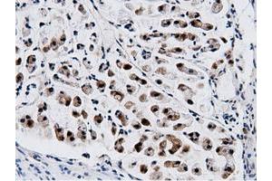 Image no. 2 for anti-5'-Nucleotidase Domain Containing 1 (NT5DC1) antibody (ABIN1499837) (NT5DC1 antibody)