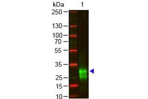 Lane 1: Rabbit IgG F(ab'')2 . (Goat anti-Rabbit IgG (F(ab')2 Region) Antibody)