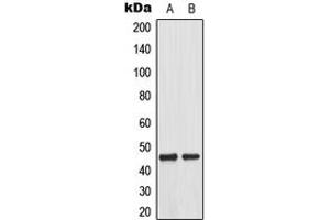 Western blot analysis of MKK1 (pT292) expression in A431 EGF-treated (A), HeLa EGF-treated (B) whole cell lysates.