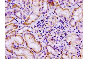 IHC image of ABIN7153319 diluted at 1:100 and staining in paraffin-embedded human kidney tissue performed on a Leica BondTM system. (G Protein-Coupled Receptor 12 antibody  (AA 1-48))