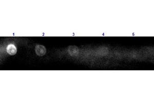 Dot Blot results of Rabbit Anti-Sheep IgG Antibody Rhodamine Conjugated. (Rabbit anti-Sheep IgG (Heavy & Light Chain) Antibody (TRITC) - Preadsorbed)