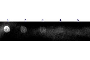 Dot Blot (DB) image for Rabbit anti-Sheep IgG (Heavy & Light Chain) antibody (TRITC) - Preadsorbed (ABIN102257)