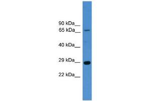 WB Suggested Anti-HMGB1  Antibody Titration: 0. (HMGB1 antibody  (N-Term))
