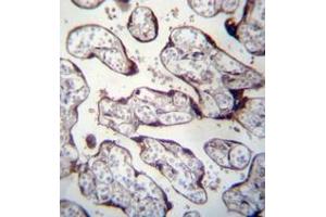 Immunohistochemistry analysis in formalin fixed and paraffin embedded human placenta tissue reacted with LOXL3 Antibody (C-term) followed by peroxidase conjugation of the secondary antibody and DAB staining. (LOXL3 antibody  (C-Term))