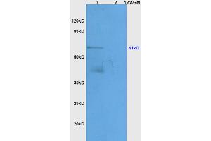 Lane 1: mouse heart lysates Lane 2: mouse kidney lysates probed with Anti APOA4 Polyclonal Antibody, Unconjugated (ABIN749153) at 1:200 in 4 °C. (APOA4 antibody  (AA 21-120))