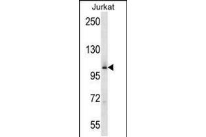Western blot analysis in Jurkat cell line lysates (35ug/lane). (MAP4K2 antibody  (AA 321-349))
