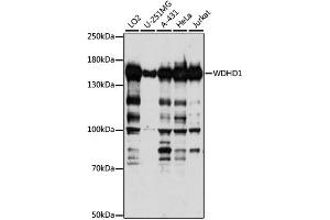 Western blot analysis of extracts of various cell lines, using WDHD1 antibody. (WDHD1 antibody)