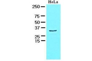 Cell lysates of MCF7 (30 ug) were resolved by SDS-PAGE, transferred to nitrocellulose membrane and probed with anti-human HAX1 (1:1000). (HAX1 antibody  (AA 1-279))