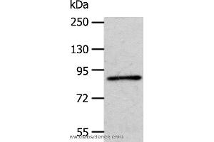 Western blot analysis of A172 cell, using APPL1 Polyclonal Antibody at dilution of 1:600 (APPL1 antibody)