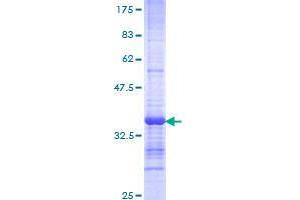 CDH23 Protein (AA 29-114) (GST tag)