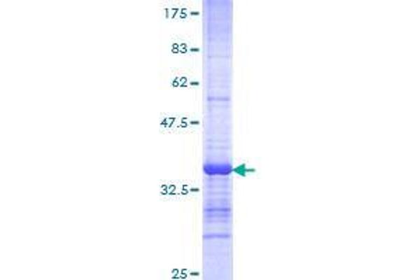 CDH23 Protein (AA 29-114) (GST tag)