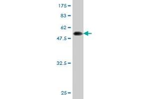 LIM Domain Binding 3 Protein antibody  (AA 1-283)