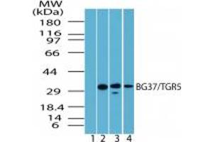 BG37 Western Blot. (GPBAR1 antibody  (C-Term))