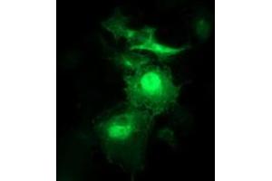 Anti-SNAP25 mouse monoclonal antibody (ABIN2454528) immunofluorescent staining of COS7 cells transiently transfected by pCMV6-ENTRY SNAP25 (RC202068). (SNAP25 antibody)