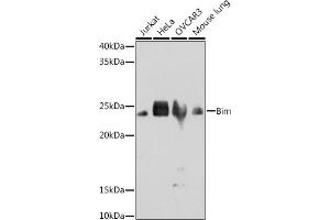 Western blot analysis of extracts of various cell lines, using Bim antibody (ABIN7265862) at 1:1000 dilution. (BIM antibody)