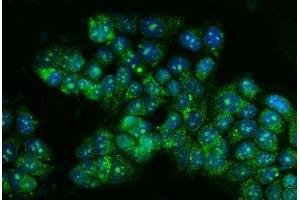 IF analysis of TBX4 using anti-TBX4 antibody (ABIN7602998). (TBX4 antibody  (Middle Region))