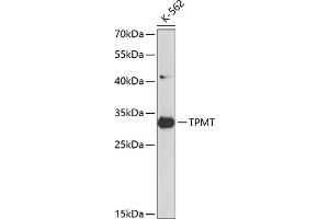 Western blot analysis of extracts of K562 cells, using TPMT antibody (ABIN3021278, ABIN3021279, ABIN3021280 and ABIN6214327) at 1:1000 dilution. (TPMT antibody  (AA 1-245))