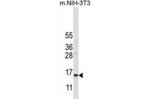 Western Blotting (WB) image for anti-Cytochrome C Oxidase Subunit VIIa Polypeptide 2 Like (COX7A2L) antibody (ABIN2996672)