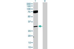 Western Blot analysis of FGF12 expression in transfected 293T cell line by FGF12 MaxPab polyclonal antibody. (FGF12 antibody  (AA 1-243))
