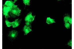 Immunofluorescence (IF) image for anti-Diacylglycerol Kinase, alpha 80kDa (DGKA) antibody (ABIN1497818) (DGKA antibody)