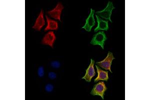 ABIN7094805 and ABIN7098856 staining Hela cells by IF/ICC. (MCT3 antibody  (C-Term))