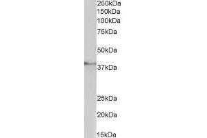 ABIN987280 (1µg/ml) staining of Pig Testis lysate (35µg protein in RIPA buffer).