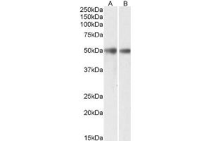 ABIN2745403 (0. (GDE1 antibody  (AA 230-242))