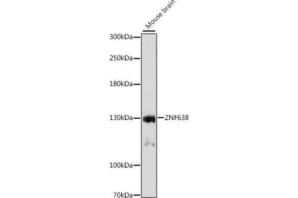 ZNF638 antibody  (AA 1-300)
