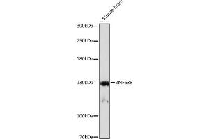 Western blot analysis of extracts of mouse brain, using ZNF638 antibody (ABIN7271512) at 1:1000 dilution. (ZNF638 antibody  (AA 1-300))