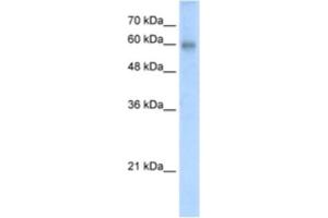 Western Blotting (WB) image for anti-REST Corepressor 2 (Rcor2) antibody (ABIN2461019) (Rcor2 antibody)