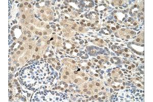 TMEM30A antibody was used for immunohistochemistry at a concentration of 4-8 ug/ml.