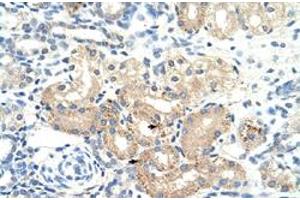 Immunohistochemical staining (Formalin-fixed paraffin-embedded sections) of human kidney with DLAT polyclonal antibody  at 4-8 ug/mL working concentration. (DLAT antibody  (N-Term))